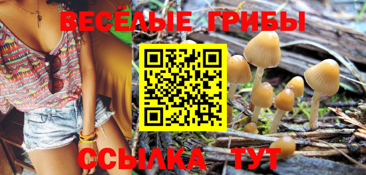 Псилоцибиновые грибы Cubensis  Вход с VPN  Псилоцибиновые грибы Cubensis  как найти   Карачаевск 