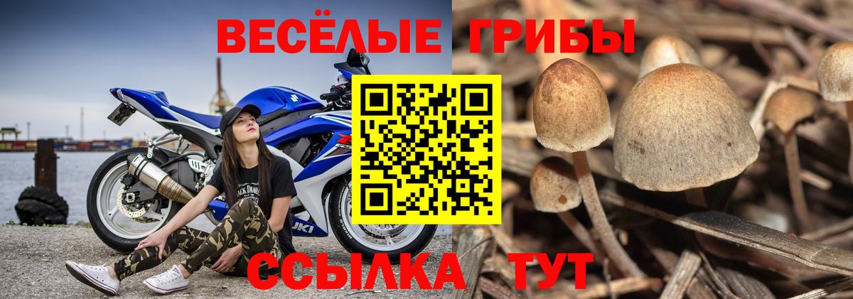 Псилоцибиновые грибы мухоморы Карачаевск